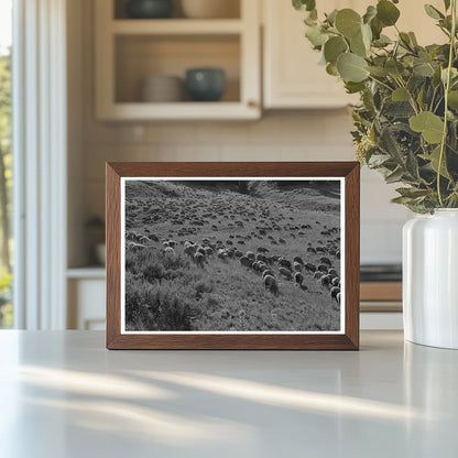 Sheep Grazing in Gravelly Range Montana September 1942 - Available at KNOWOL