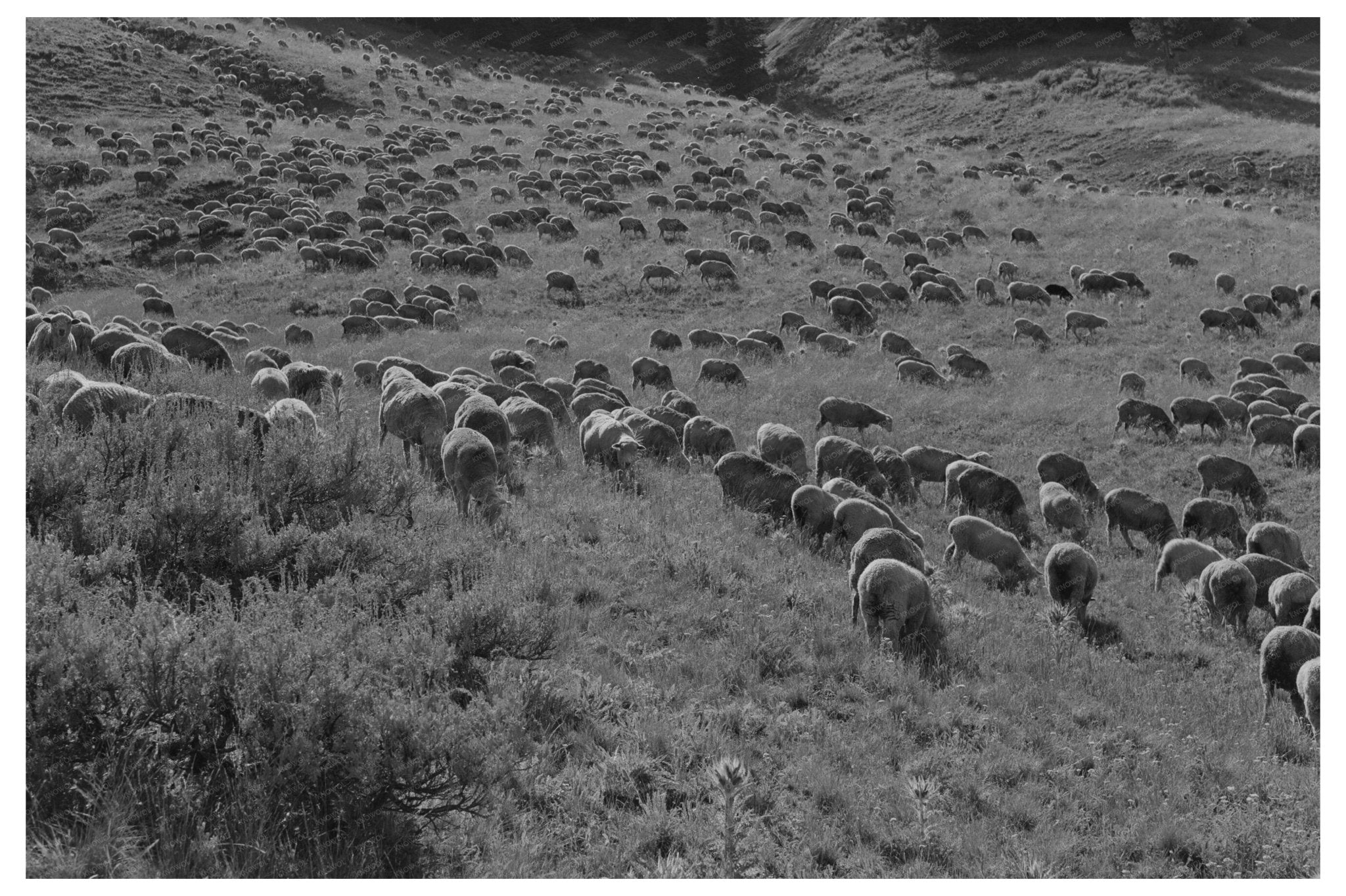 Sheep Grazing in Gravelly Range Montana September 1942 - Available at KNOWOL