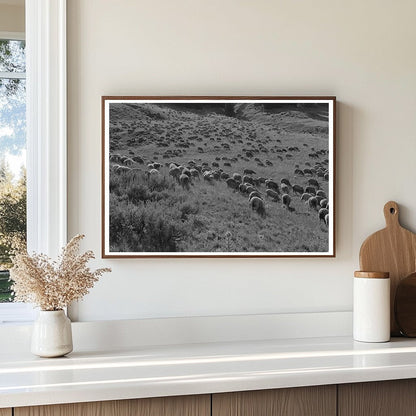 Sheep Grazing in Gravelly Range Montana September 1942 - Available at KNOWOL