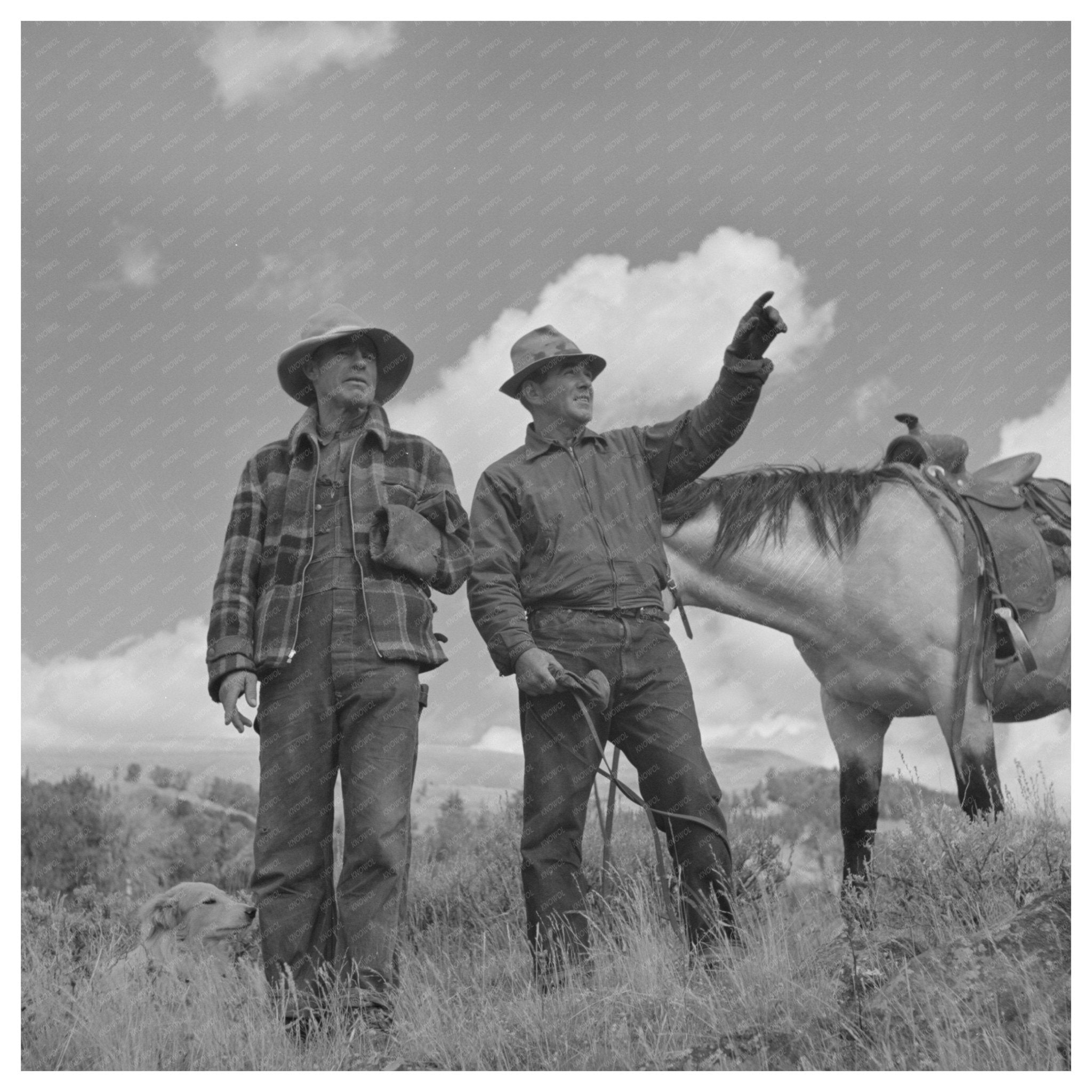 Sheep Grazing in Madison County Montana August 1942 - Available at KNOWOL