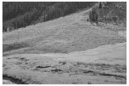 Sheep Grazing on Mountain Slope San Juan County Colorado 1940 - Available at KNOWOL