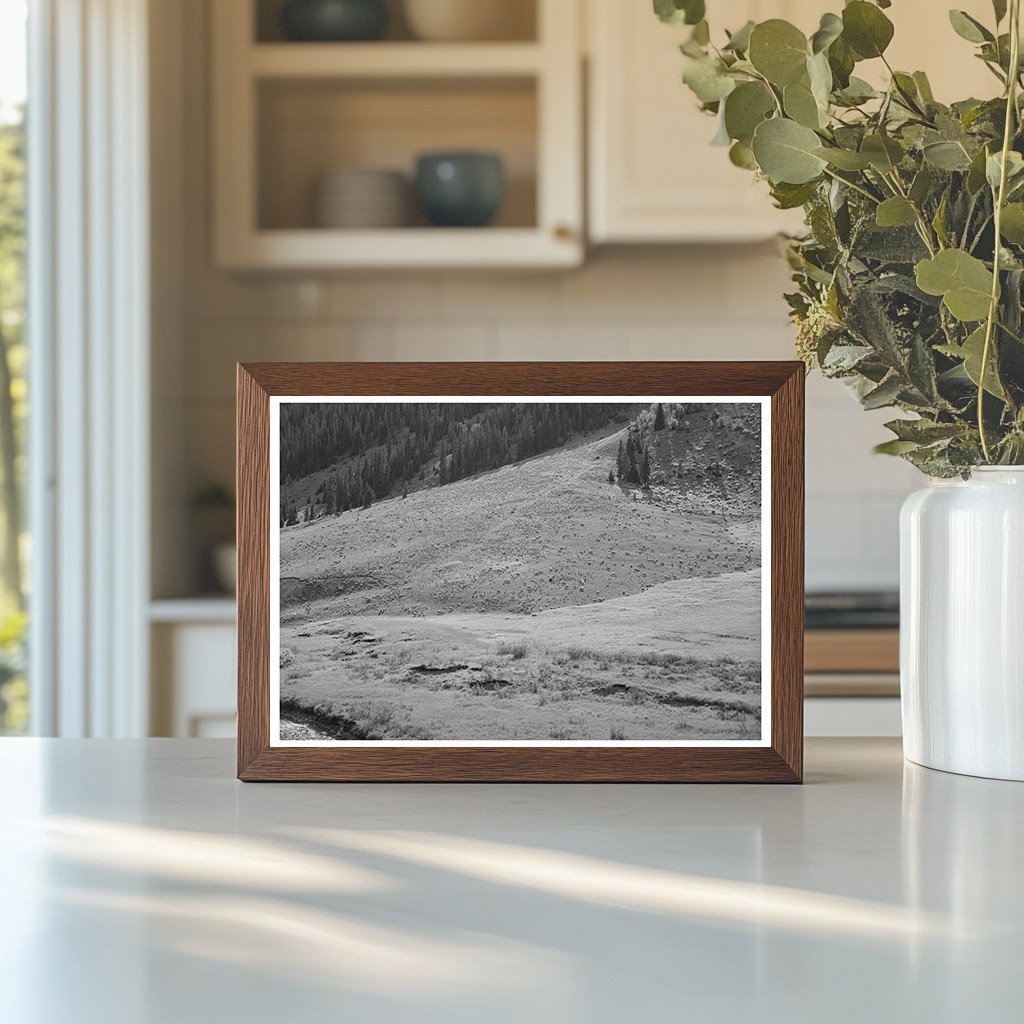 Sheep Grazing on Mountain Slope San Juan County Colorado 1940 - Available at KNOWOL