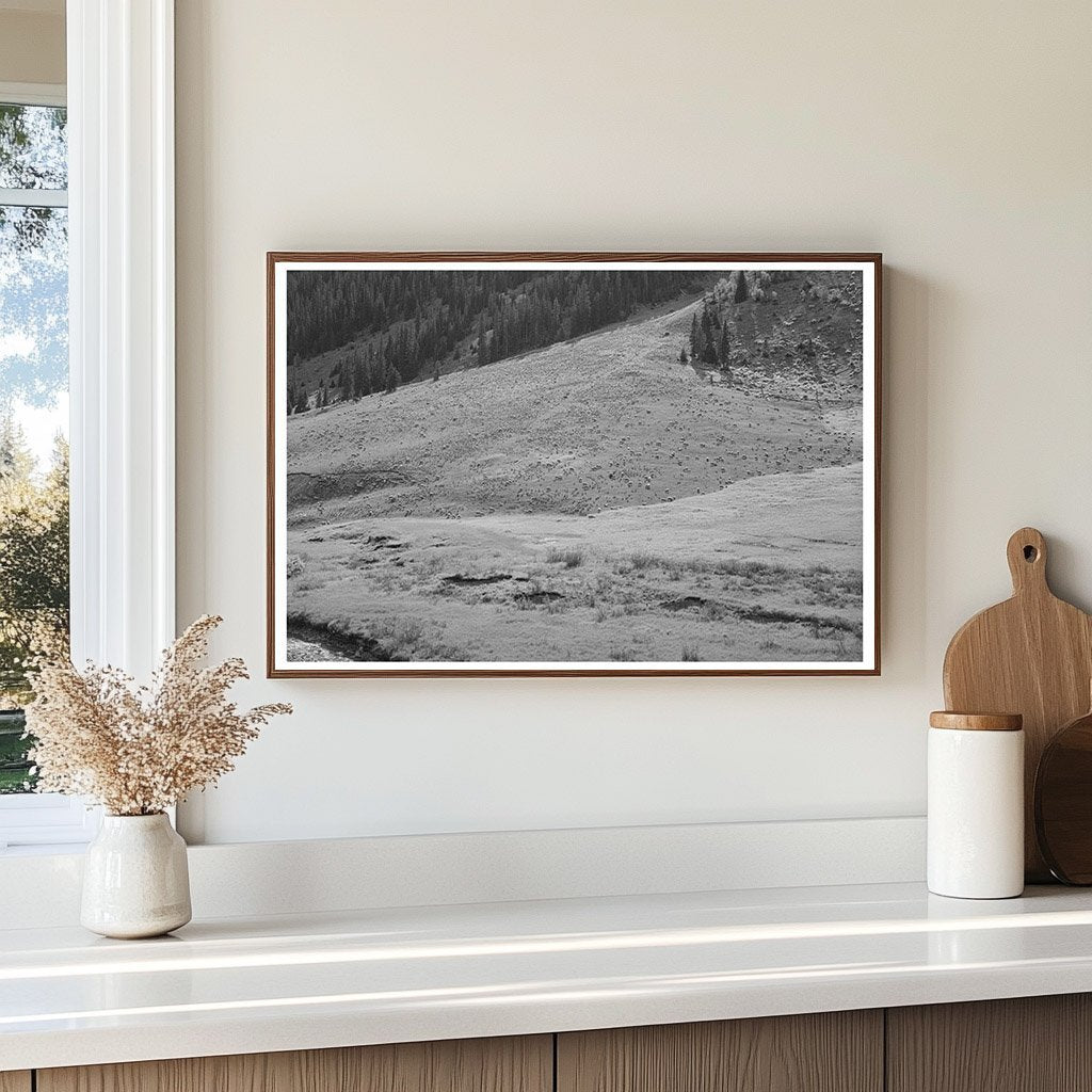 Sheep Grazing on Mountain Slope San Juan County Colorado 1940 - Available at KNOWOL