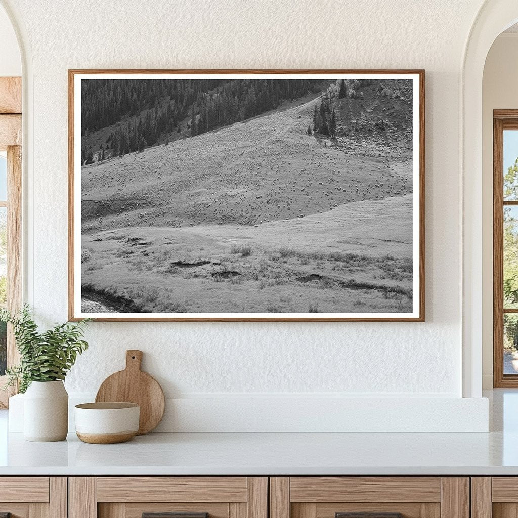 Sheep Grazing on Mountain Slope San Juan County Colorado 1940 - Available at KNOWOL