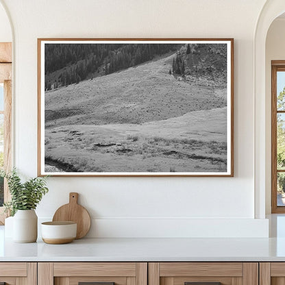 Sheep Grazing on Mountain Slope San Juan County Colorado 1940 - Available at KNOWOL