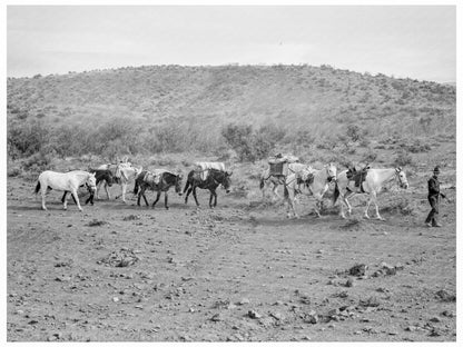 Sheep Herders Descending in Idaho October 1939 - Available at KNOWOL