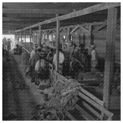 Sheep Show Barn at San Angelo Fat Stock Show 1940 - Available at KNOWOL