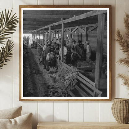 Sheep Show Barn at San Angelo Fat Stock Show 1940 - Available at KNOWOL