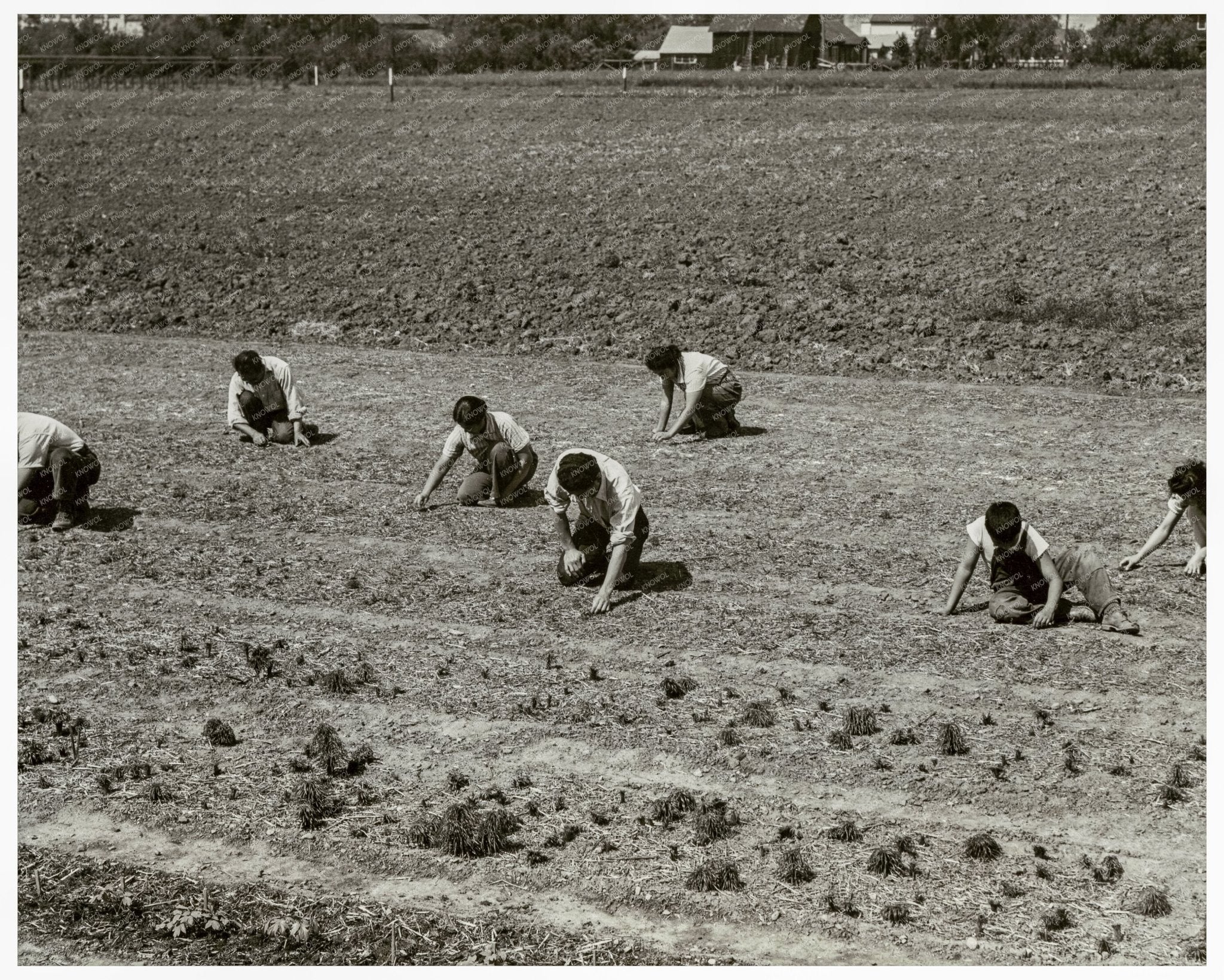 Shibuya Family Weeding Field Mountain View 1942 - Available at KNOWOL