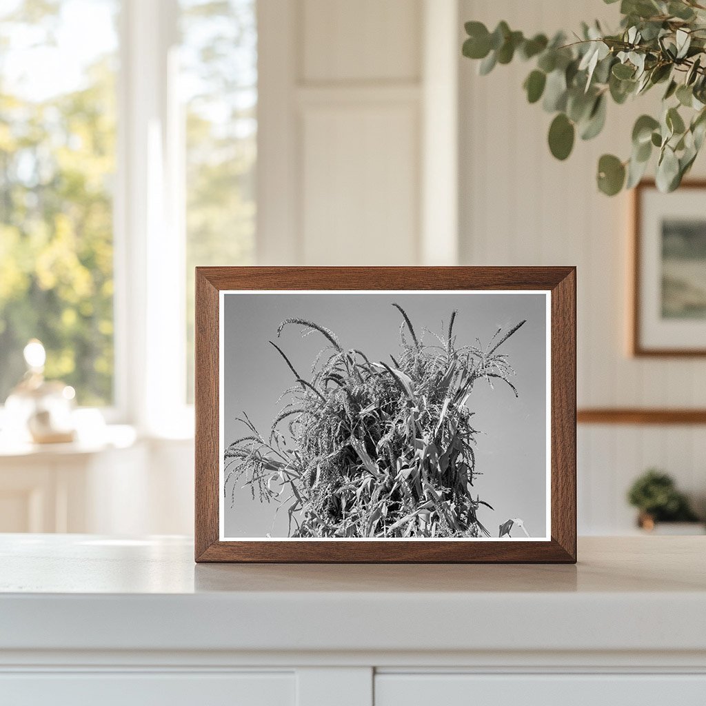 Shocked Corn Field Oregon October 1939 Agriculture History - Available at KNOWOL