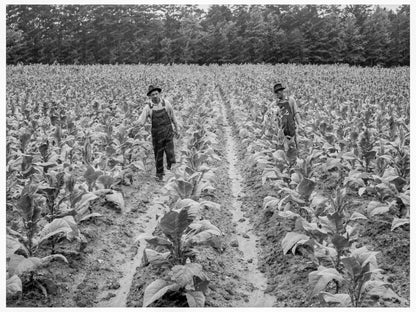 Shoofly North Carolina Tobacco Process July 1939 - Available at KNOWOL