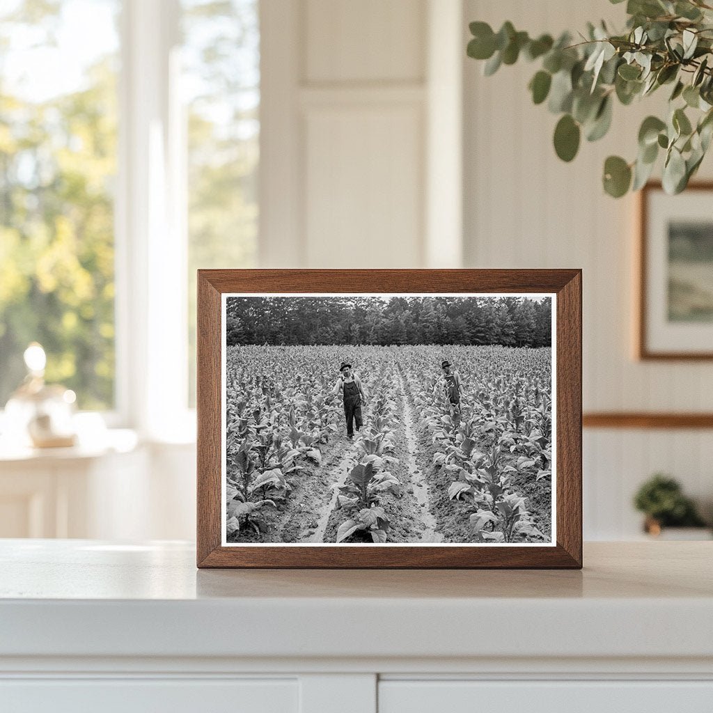 Shoofly North Carolina Tobacco Process July 1939 - Available at KNOWOL