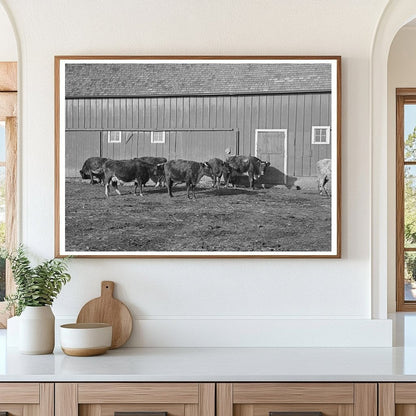 Shorthorn Cattle Grazing in Iowa December 1936 - Available at KNOWOL