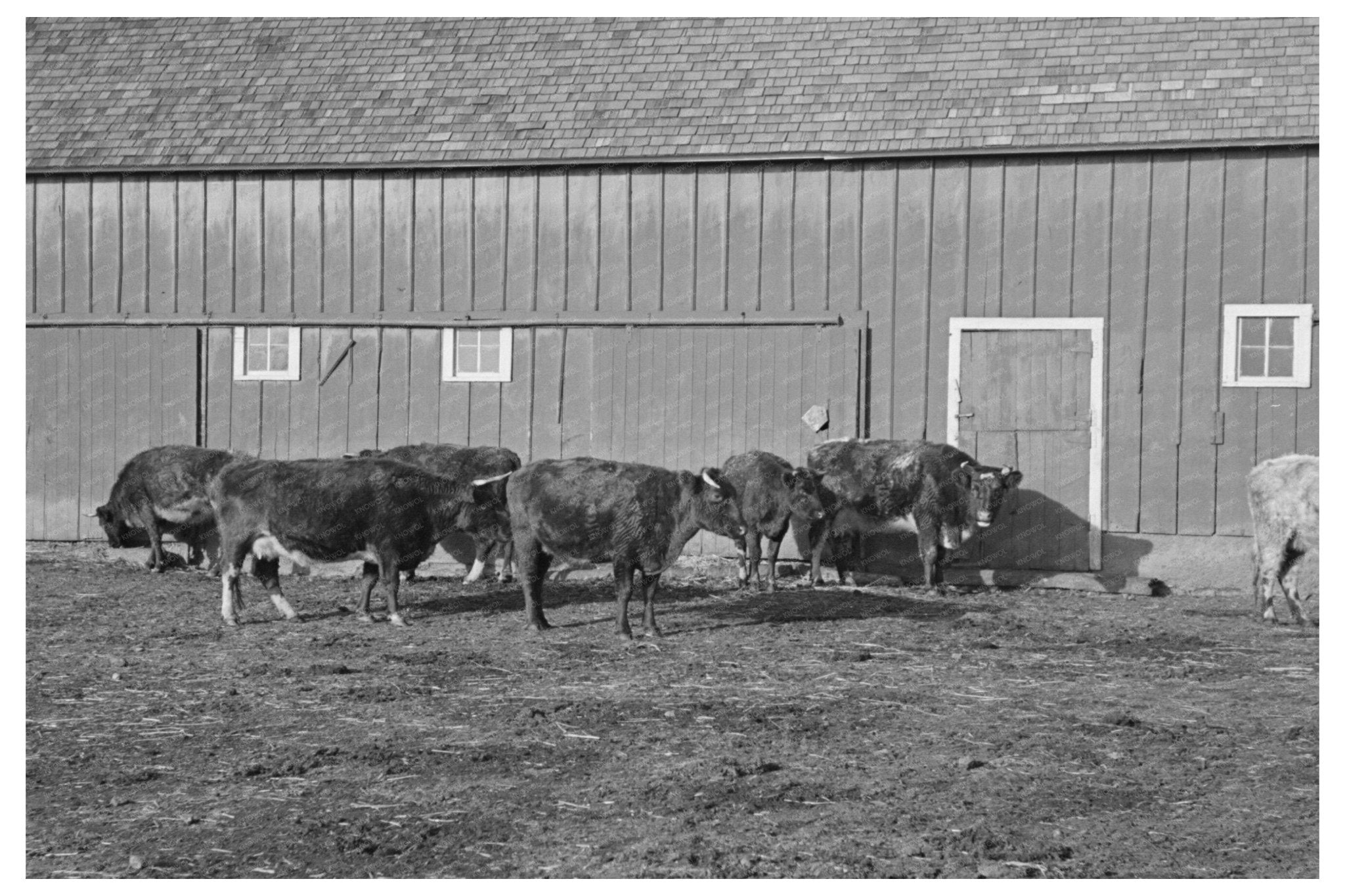 Shorthorn Cattle Grazing in Iowa December 1936 - Available at KNOWOL