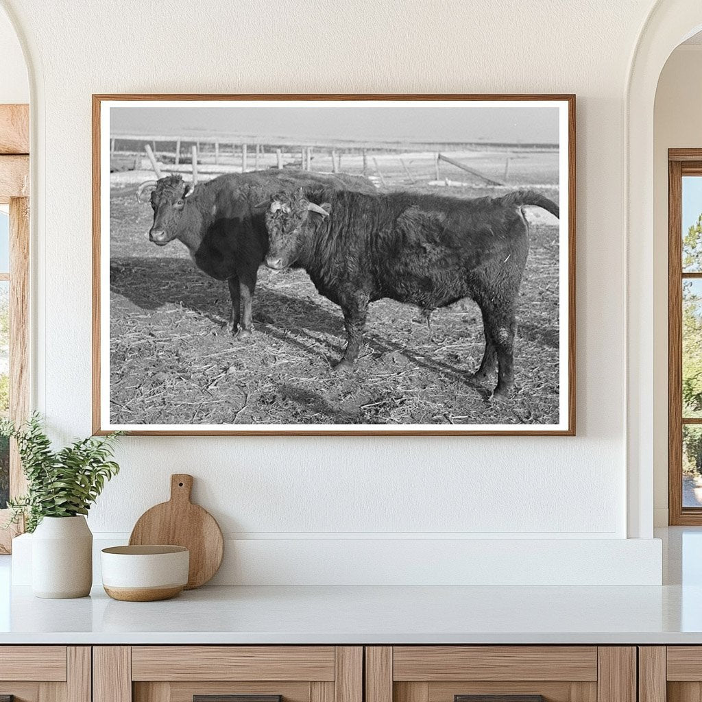 Shorthorn Cattle Herd Estherville Iowa 1936 - Available at KNOWOL