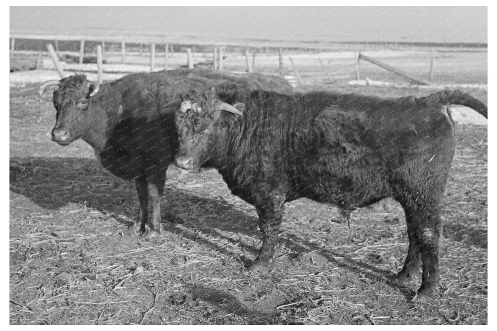 Shorthorn Cattle Herd Estherville Iowa 1936 - Available at KNOWOL