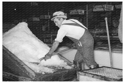 Shoveling Shaved Ice in Vegetable Packing Plant 1939 - Available at KNOWOL