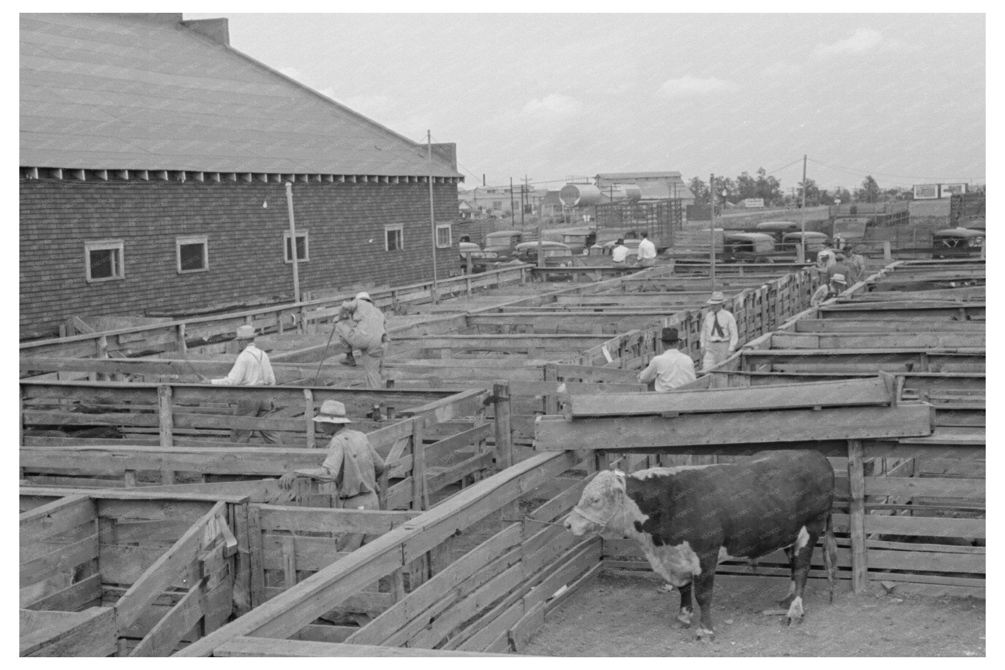 Sikeston Missouri Stockyards and Auction Pavilion 1938 - Available at KNOWOL