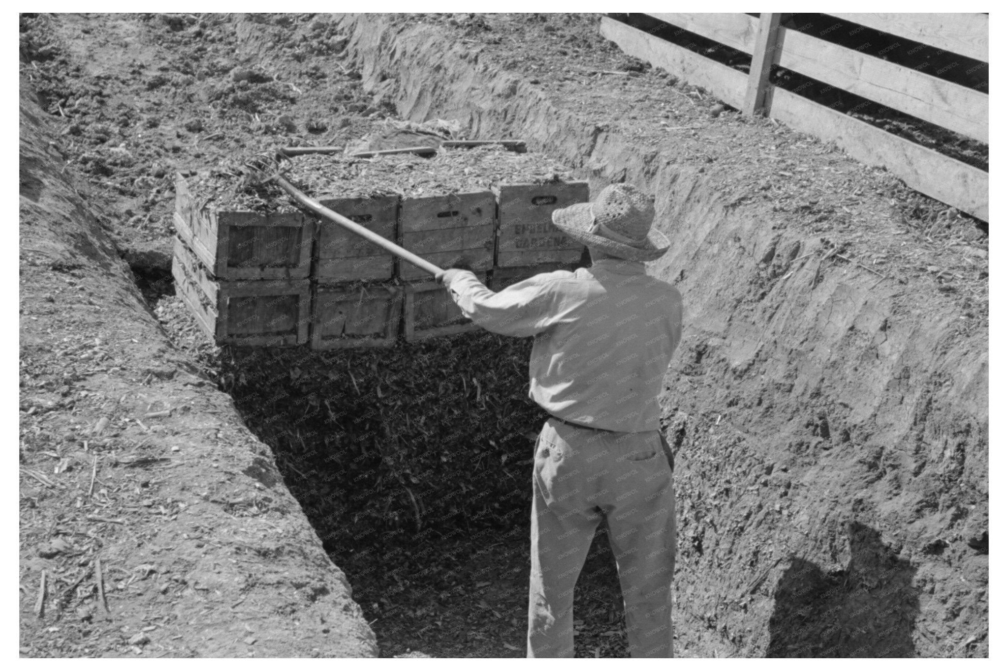 Silage Loading Operation in Texas February 1939 - Available at KNOWOL