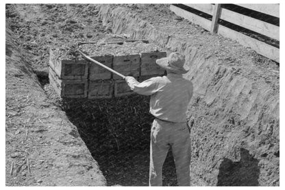 Silage Loading Operation in Texas February 1939 - Available at KNOWOL