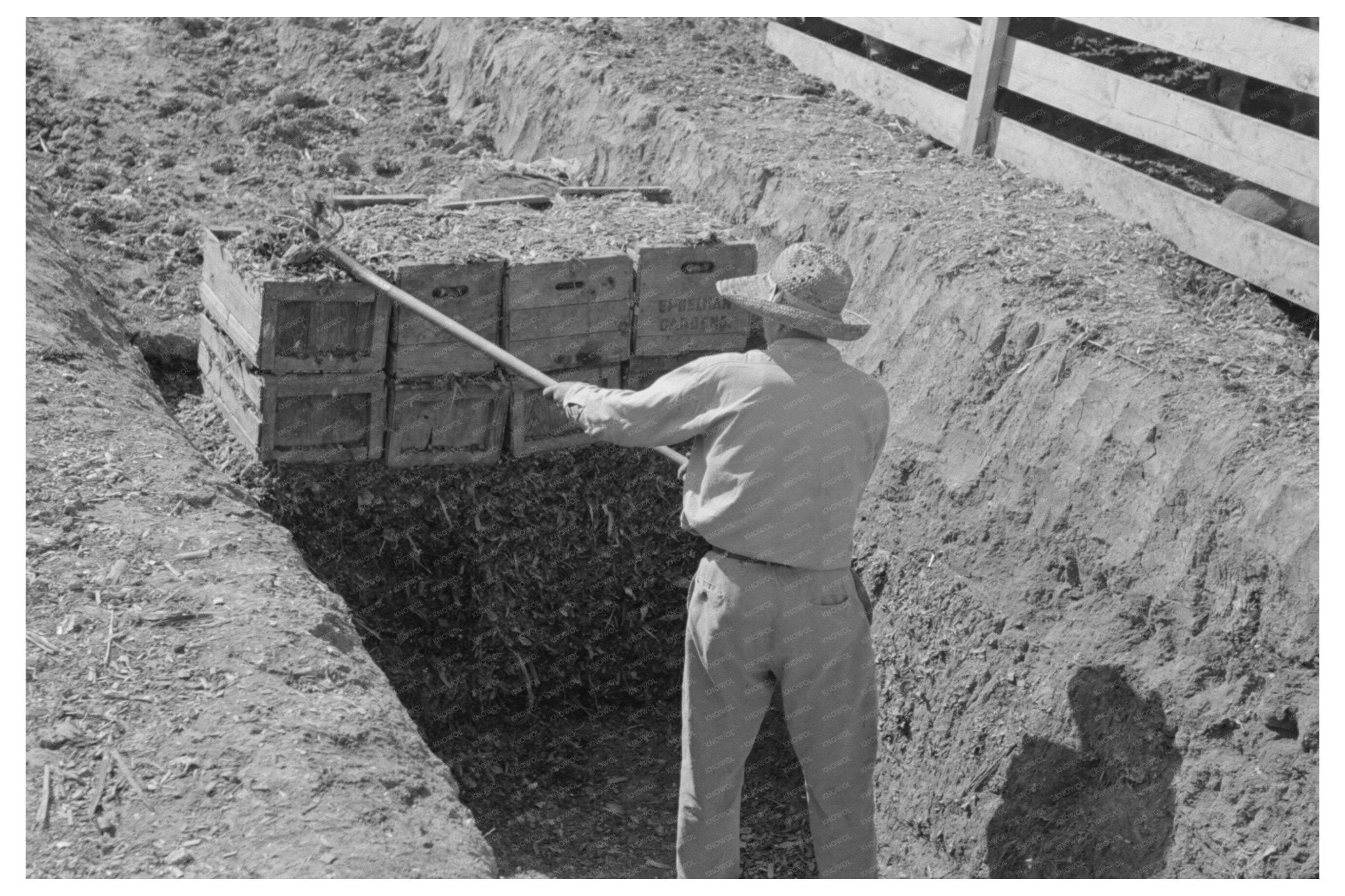 Silage Loading Process in Weslaco Texas February 1939 - Available at KNOWOL