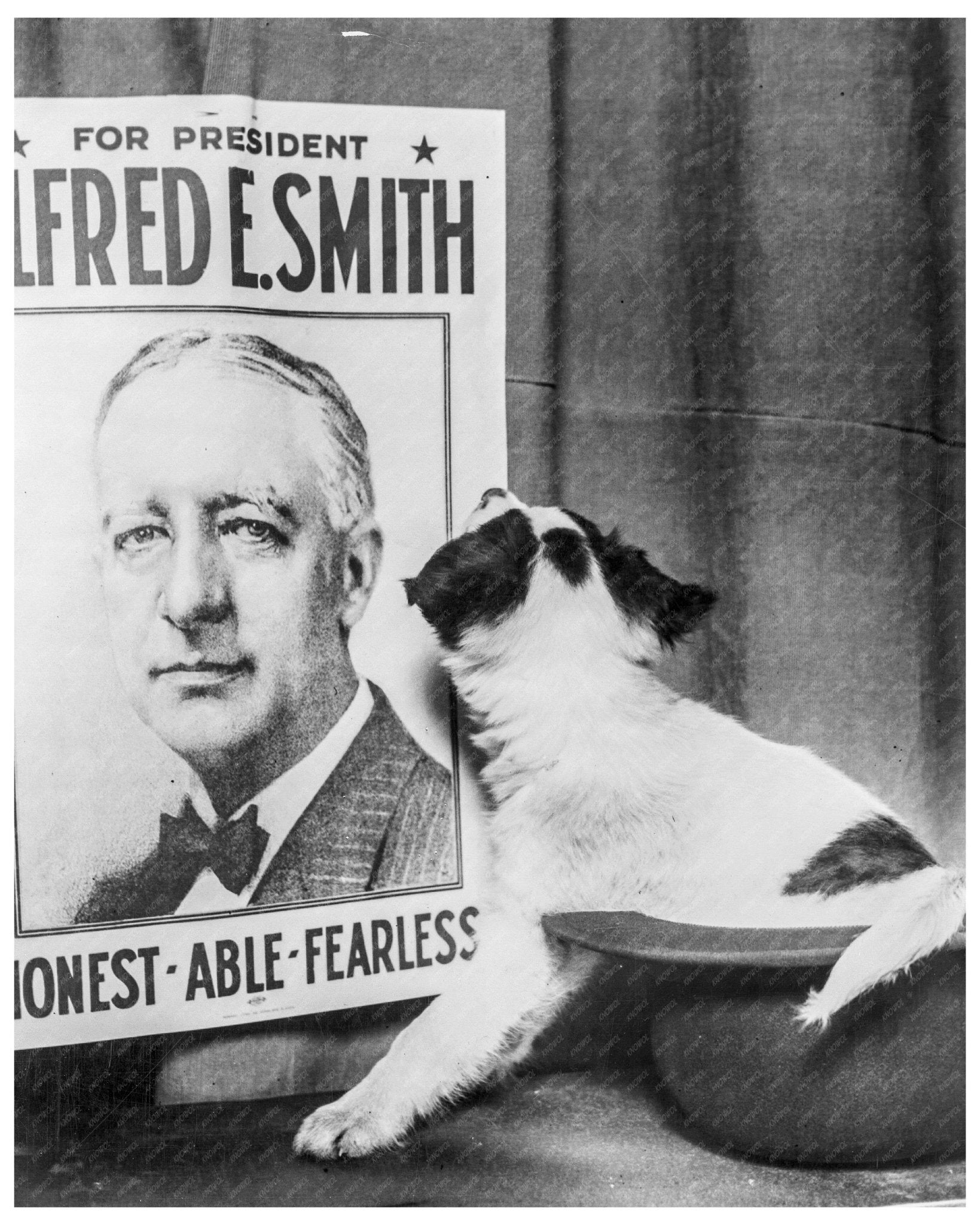 Small Dog in Derby Hat with Alfred E Smith Campaign Poster Chicago 1928 - Available at KNOWOL