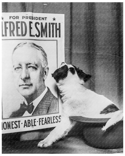 Small Dog in Derby Hat with Alfred E Smith Campaign Poster Chicago 1928 - Available at KNOWOL