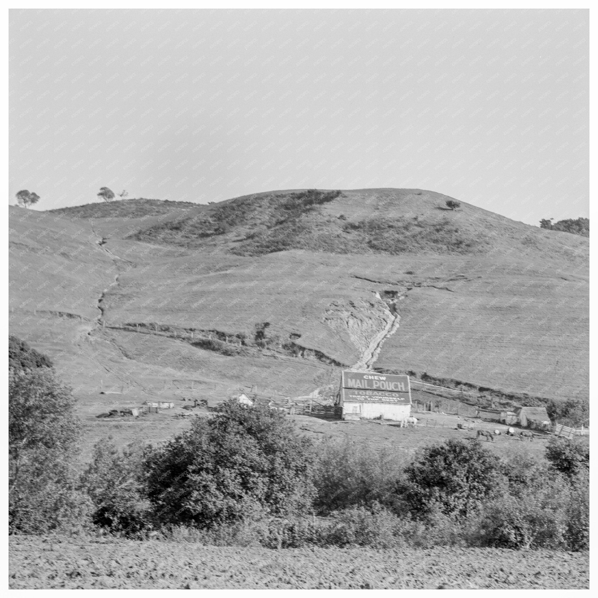 Soil Erosion on California Dairy Ranch Spring 1937 - Available at KNOWOL