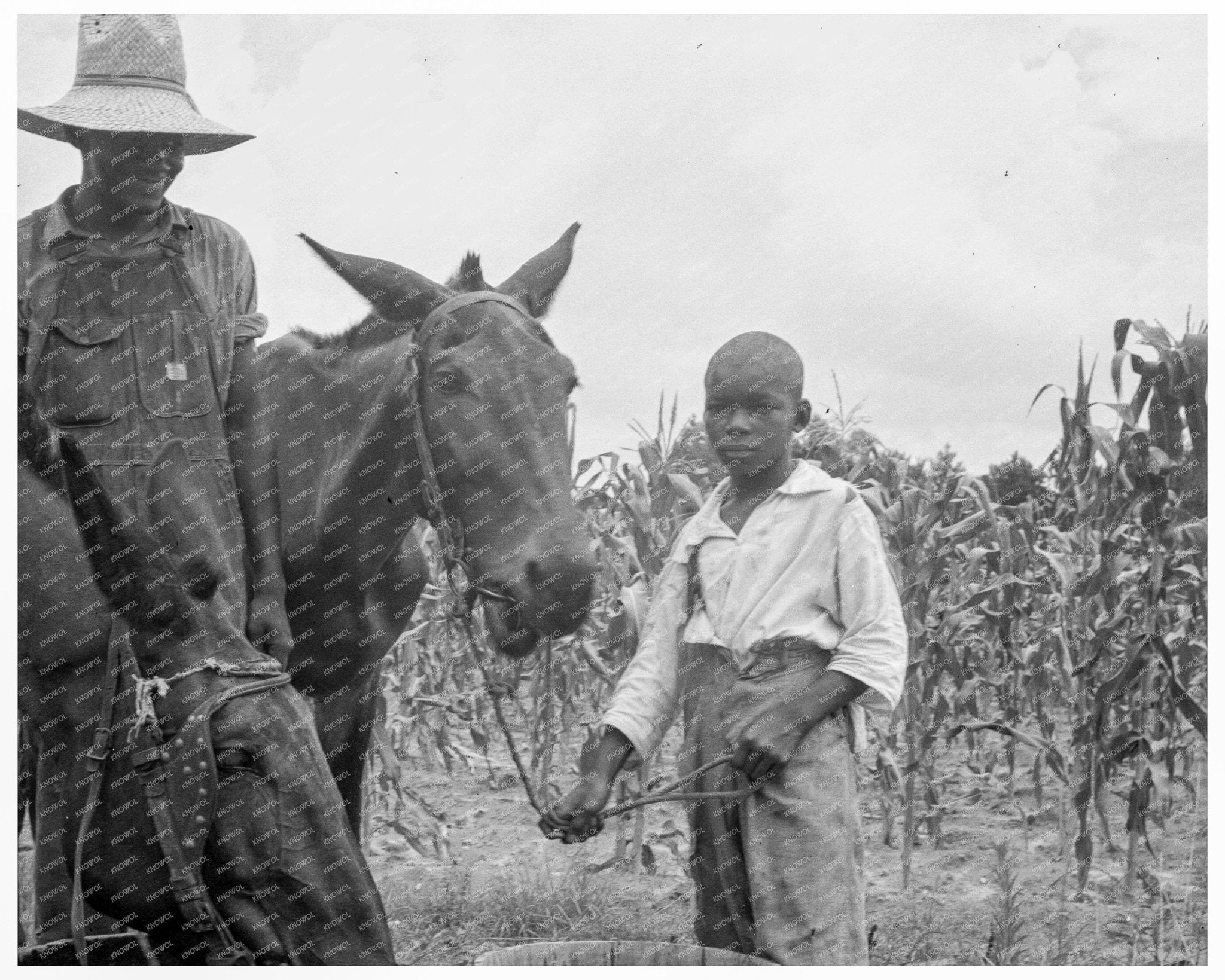 Son and Grandson of Tenant Farmer in Granville County 1939 - Available at KNOWOL