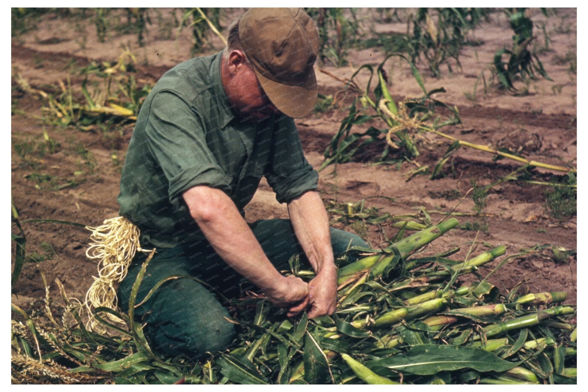 Son of Homesteader Tying Corn Bundles in Pie Town 1940 - Available at KNOWOL