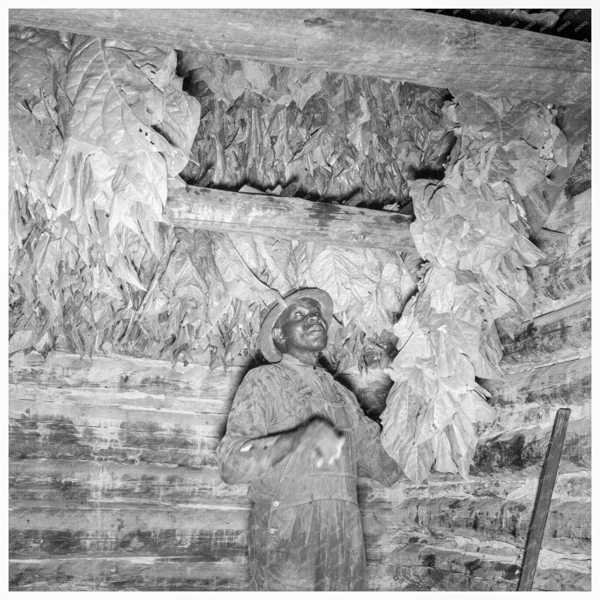 Son of Sharecropper Hanging Tobacco in 1939 North Carolina - Available at KNOWOL