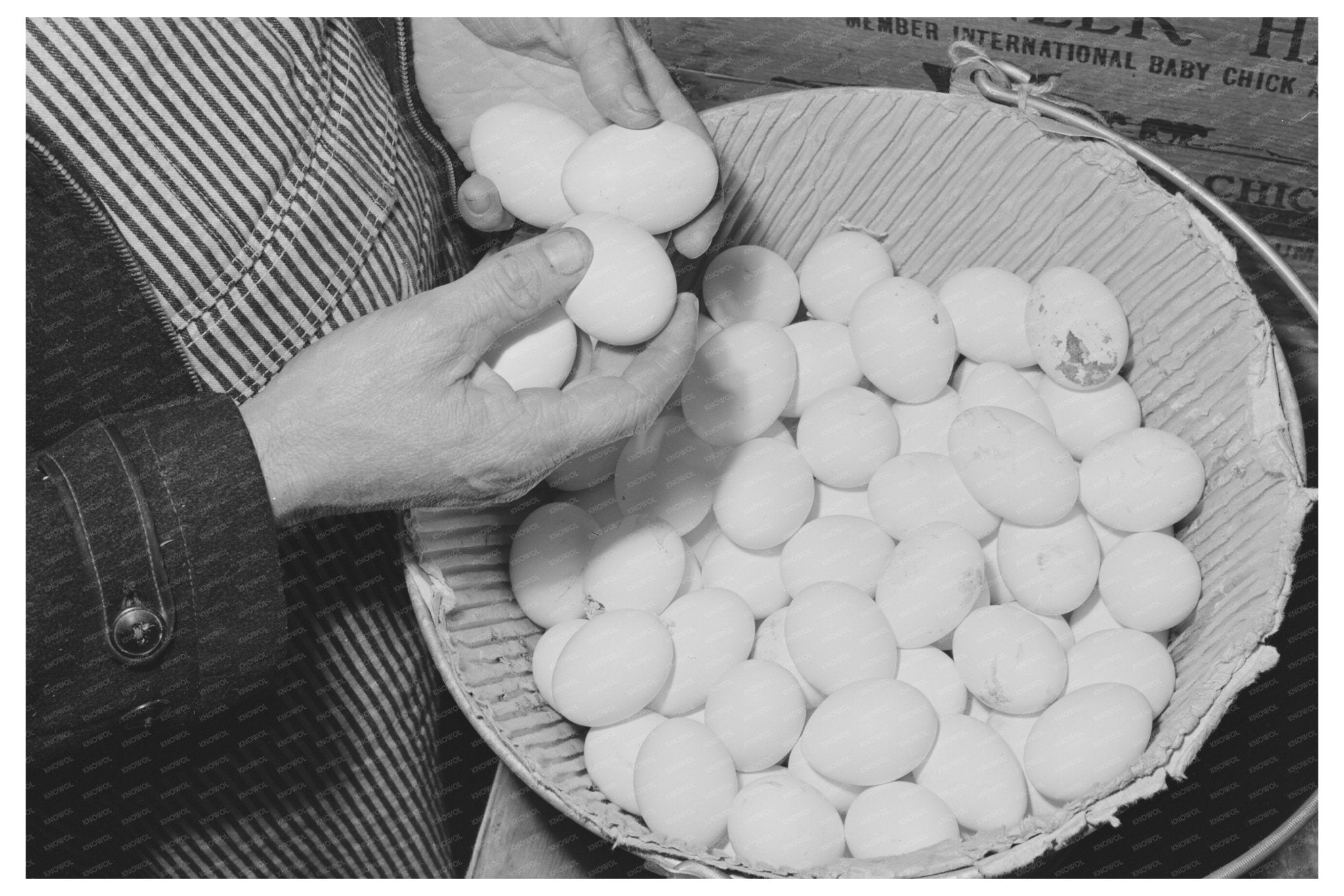 Sonoma County 1942 Examining Pedigreed Eggs - Available at KNOWOL