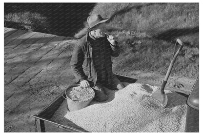 Sonoma County Ranch Feed for Laying Chickens 1942 - Available at KNOWOL