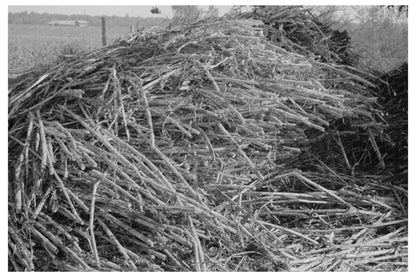 Sorghum Cultivation in Lake Dick Arkansas 1938 - Available at KNOWOL