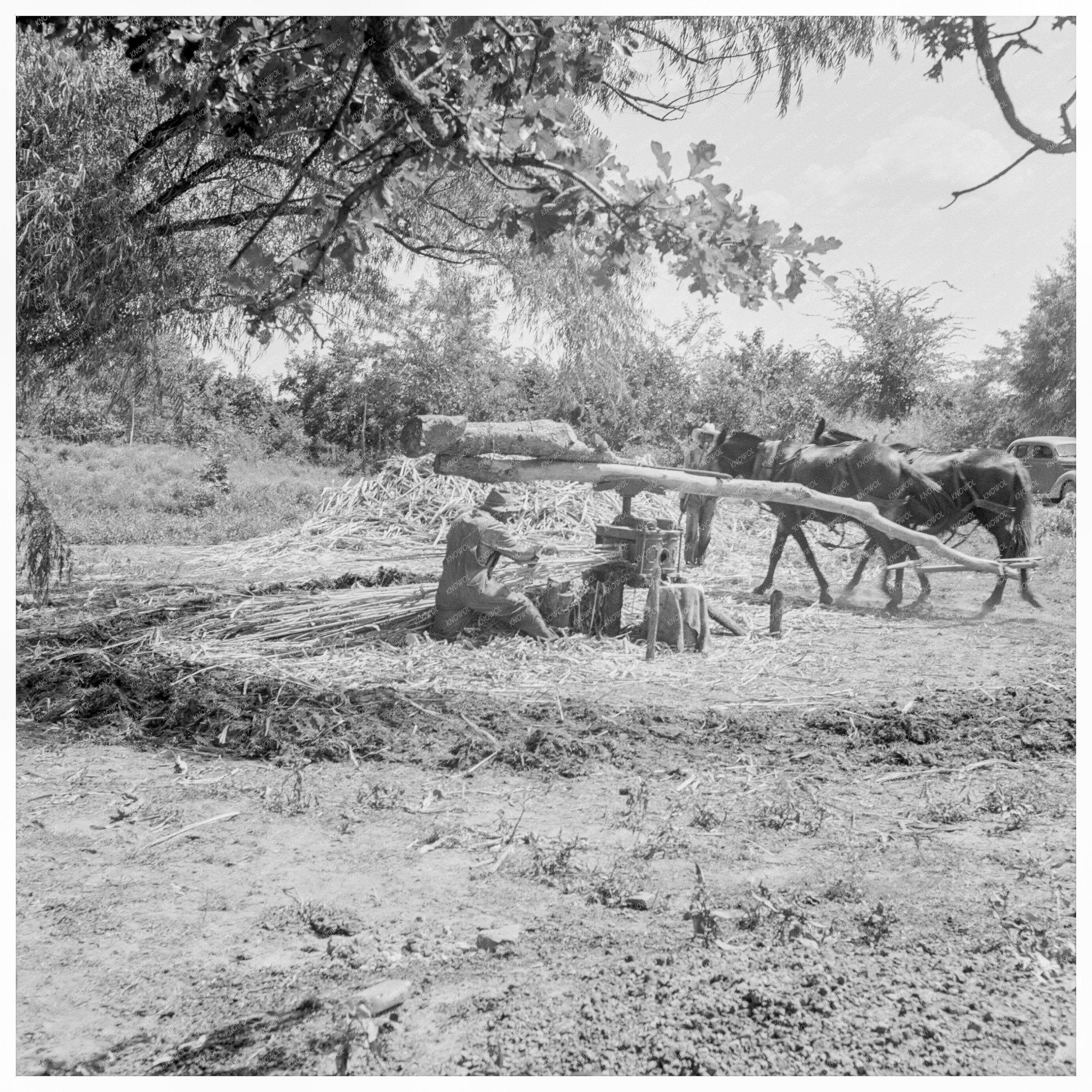 Sorghum Mill Operation Near New Carthage Mississippi 1938 - Available at KNOWOL