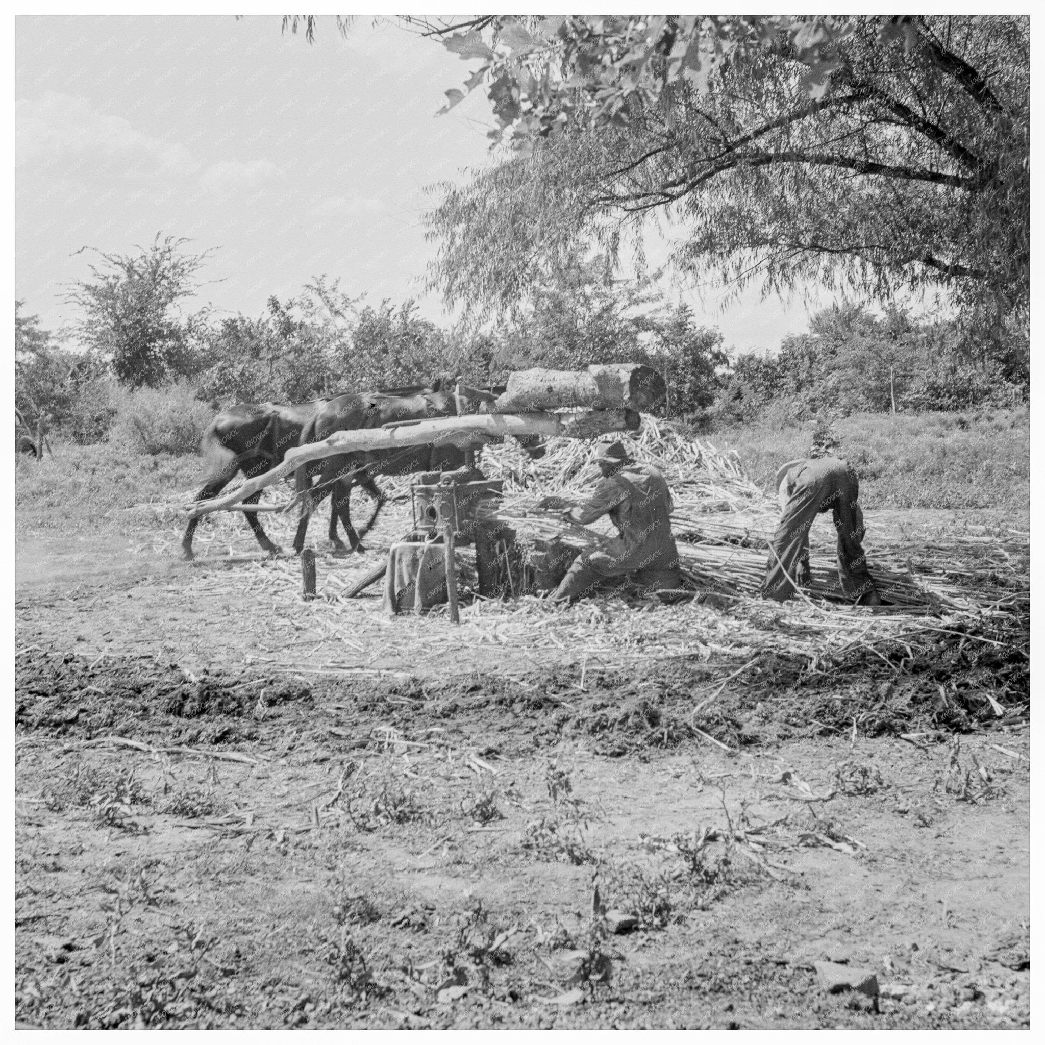 Sorghum Pressing Process Near New Carthage Mississippi 1938 - Available at KNOWOL