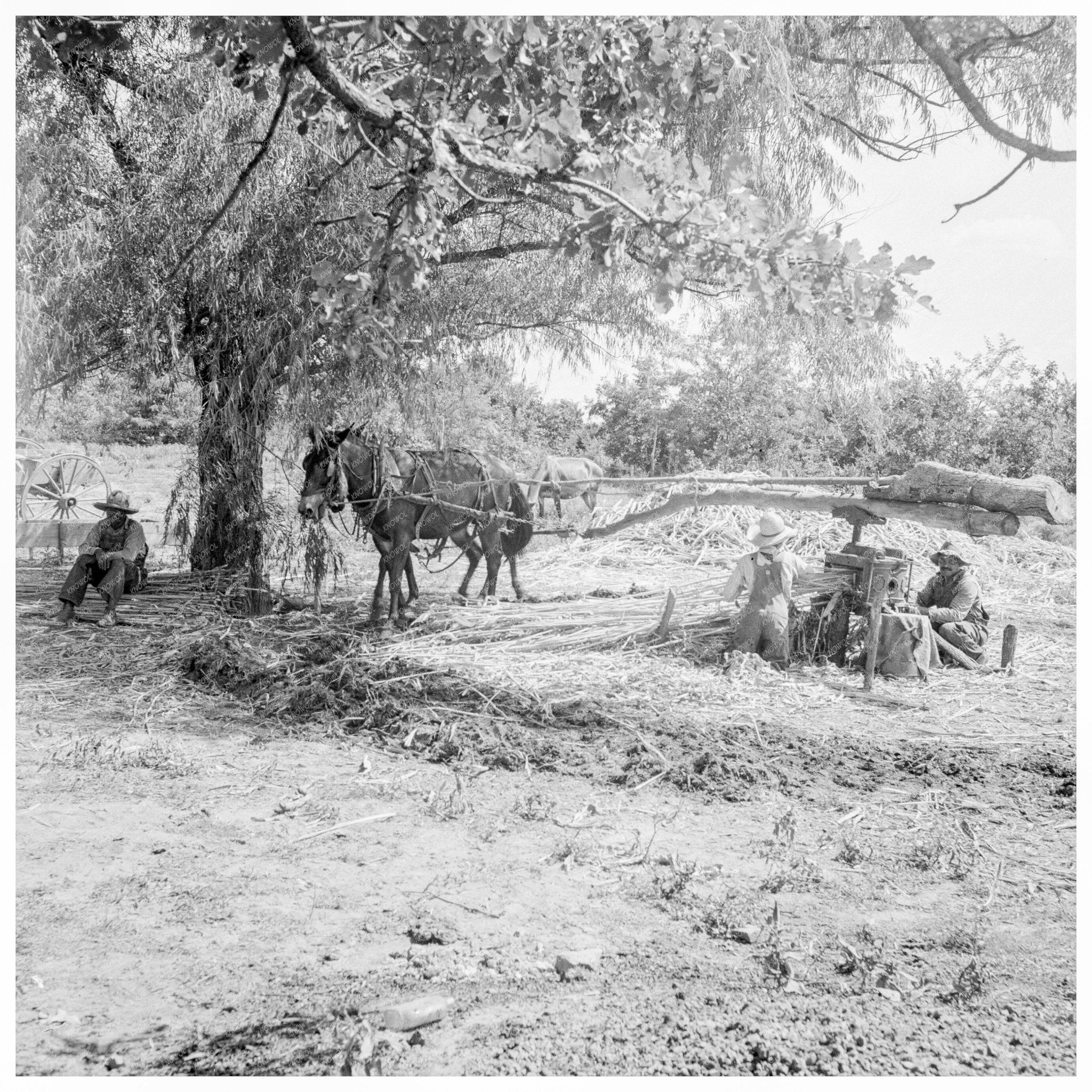 Sorghum Syrup Production in New Carthage 1938 - Available at KNOWOL