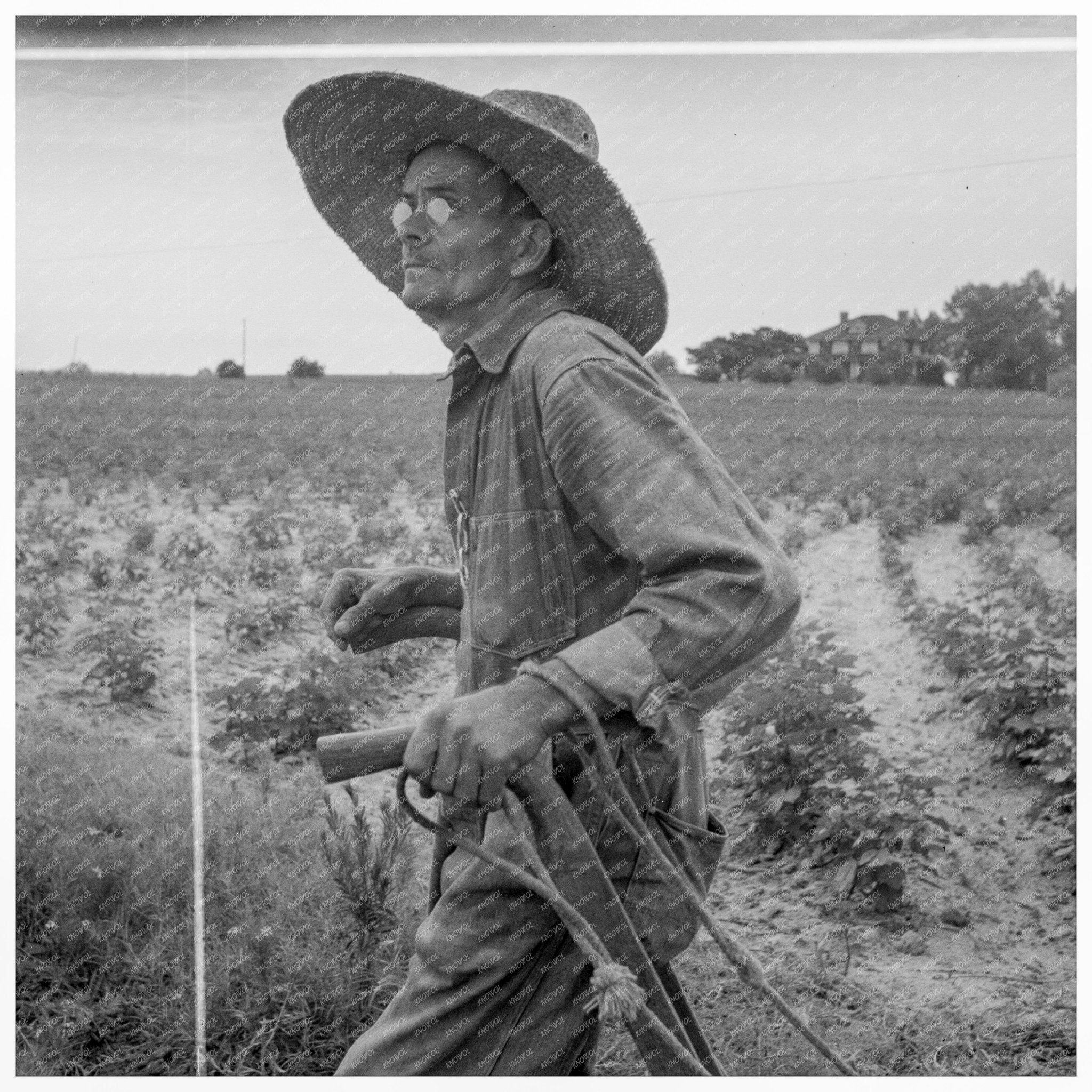 South Carolina Sharecropper July 1937 Historical Image - Available at KNOWOL