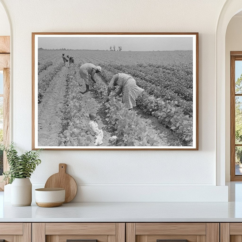 Southeast Missouri Farms String Bean Harvest May 1938 - Available at KNOWOL