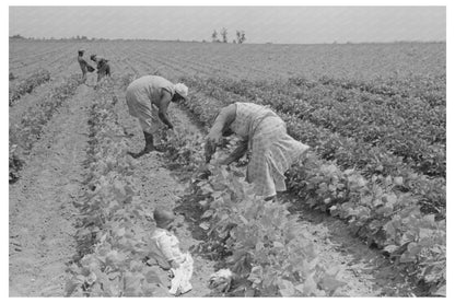 Southeast Missouri Farms String Bean Harvest May 1938 - Available at KNOWOL