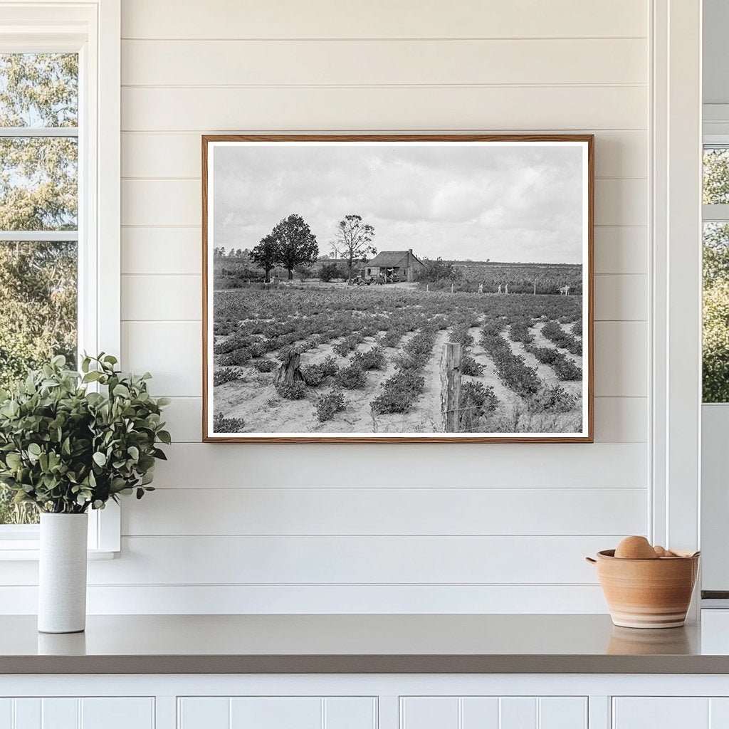 Southeastern Alabama Sharecropper Farm August 1938 - Available at KNOWOL