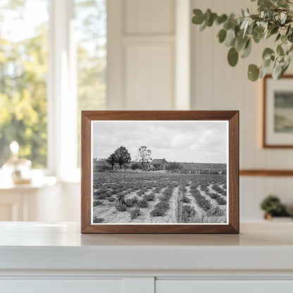 Southeastern Alabama Sharecropper Farm August 1938 - Available at KNOWOL