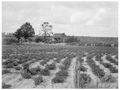 Southeastern Alabama Sharecropper Farm August 1938 - Available at KNOWOL