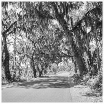 Spanish Moss - Covered Trees at Marine Corps Training Camp Parris Island May 1942 - Available at KNOWOL