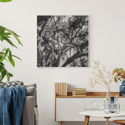 Spanish Moss Trees on Road to U.S. Marine Corps Training Camp Parris Island 1942 - Available at KNOWOL