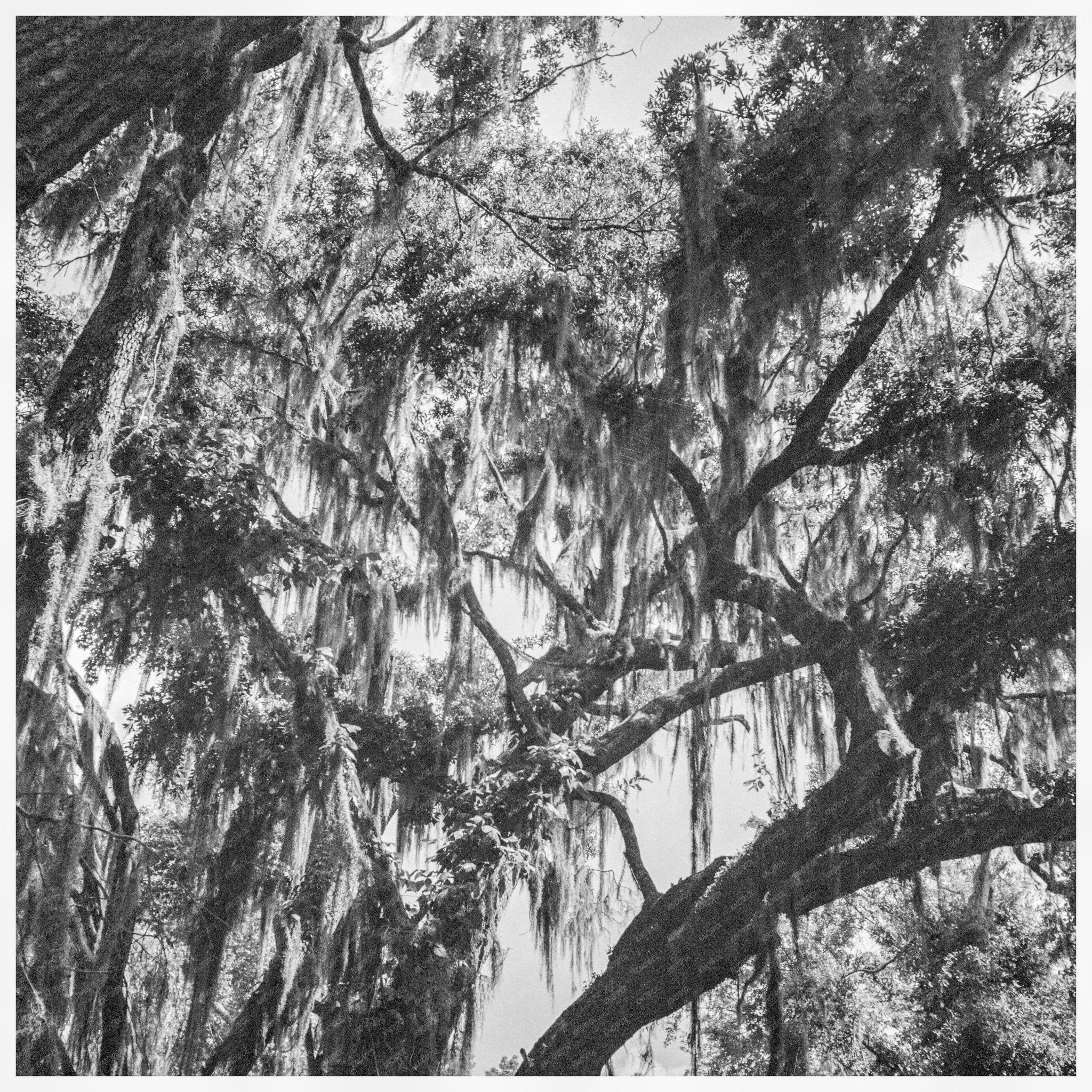 Spanish Moss Trees on Road to U.S. Marine Corps Training Camp Parris Island 1942 - Available at KNOWOL