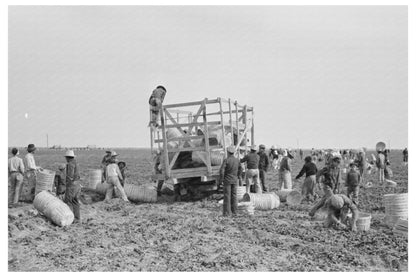 Spinach Cutters Transporting Harvested Crop March 1939 - Available at KNOWOL