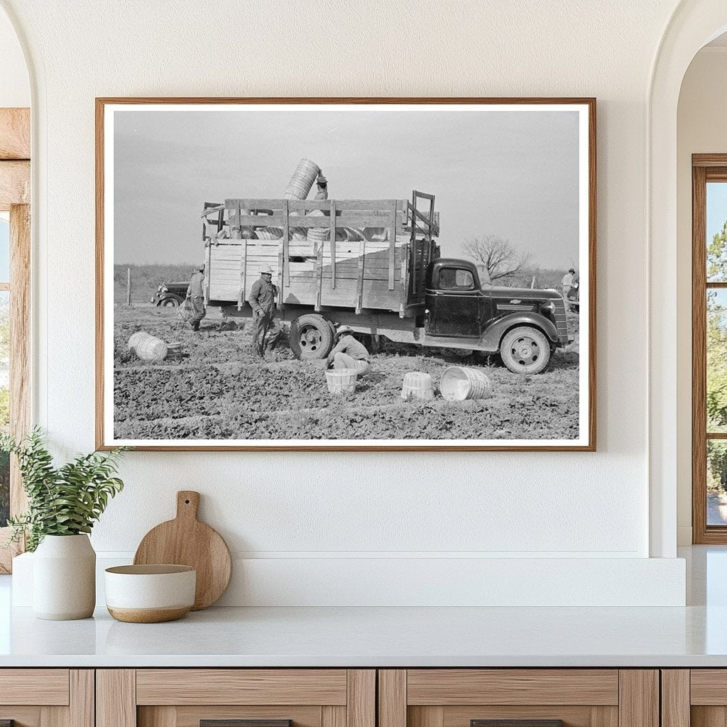 Spinach Harvesting in La Pryor Texas 1939 - Available at KNOWOL