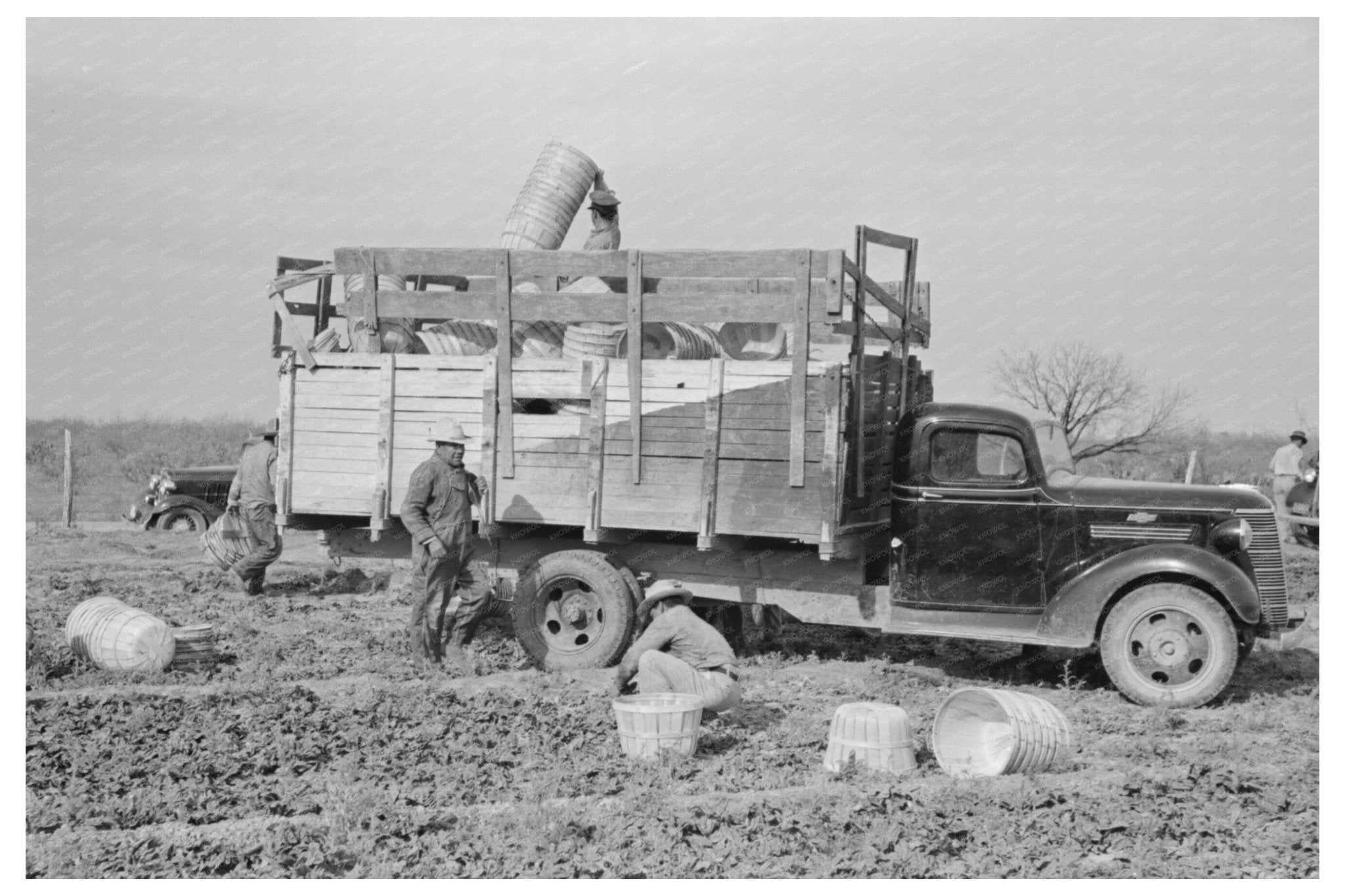 Spinach Harvesting in La Pryor Texas 1939 - Available at KNOWOL