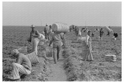 Spinach Harvesting in La Pryor Texas March 1939 - Available at KNOWOL